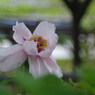 春色　牡丹