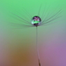 桃色椿、水中花