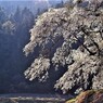 山桜に吹く風