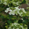 春色　紫陽花