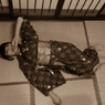 遠山涼音さん　　　　DSC_0485