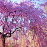 桜前線北上中 I