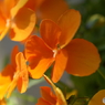春を彩る草花