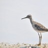 春の水辺にたたずめば