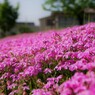 芝桜2