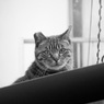 Osaka cat_16