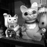 Osaka cat_17