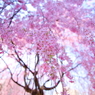 桜前線北上中 XII