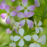 花文様
