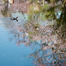 ［２６］「水面に映る桜とキンクロハジロ」－２