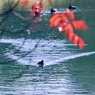 「水面に紅葉」