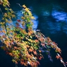 「水面に紅葉」-4
