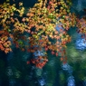 「水面に紅葉」-5
