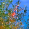 ［５６］「水面の鯉」