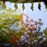 ［５７］「水面の紅葉」