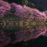 湖畔の桜