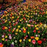 Colorful