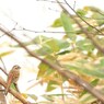 淡い陽射しに頬染めて