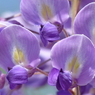 藤の花      
