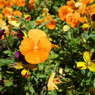 DSC00327