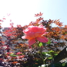 DSC00332