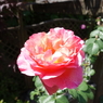DSC00333