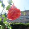 DSC00342