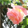 DSC00343