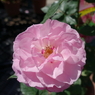 DSC00365