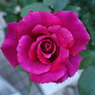 DSC00371