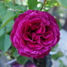 DSC00379