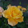 DSC00399