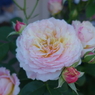 DSC00405