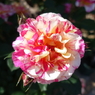 DSC00422