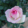 DSC00423