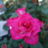 DSC00435