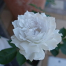 DSC00462