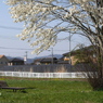 こぶし補遺：写真句：若きこぶし：NTW 120