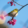 「春の輝き」