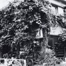 GEKKO_0023