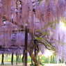 藤花