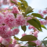 2018年の桜