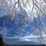滝桜