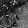 IMGP2458+rt+trm