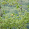 これなんて花？