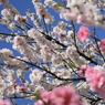 花桃