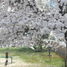 写真句：花の下：NTW 123