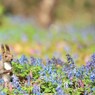 ぼくのスプリングエフェメラル