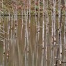 水没林のラビリンス