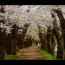 角館：桧木内川堤1